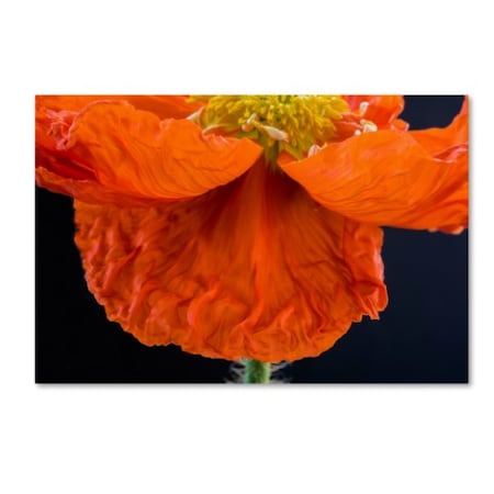 Kurt Shaffer 'Poppy Petals' Canvas Art,30x47